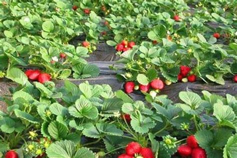 草莓种植基地,蔬菜水果,食品餐饮,摄影素材,汇图网www.huitu.com