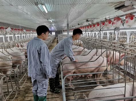 正邦第四——2021年全球10万头母猪养猪企业排行榜 - 猪好多网