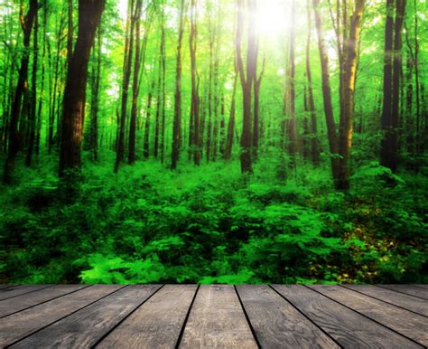 森林的作用有哪些（森林的8大好处）-碳中和资讯网
