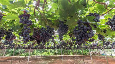盆栽葡萄的养殖方法和注意事项-百度经验