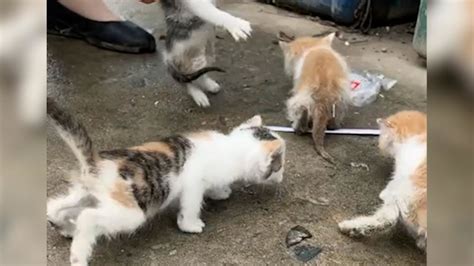 听见垃圾桶内有猫叫声，女子翻垃圾救出4只小猫_凤凰网视频_凤凰网