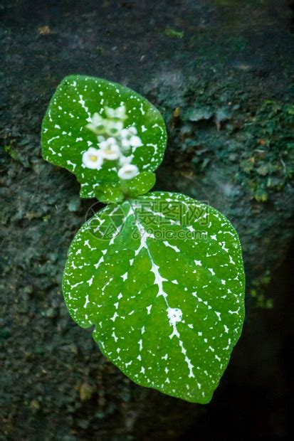 春天橙岩石上的小白花在潮湿常青绿林中生长人们高清图片下载-正版图片307881850-摄图网