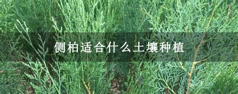 侧柏种植效益如何-行情分析-中国花木网