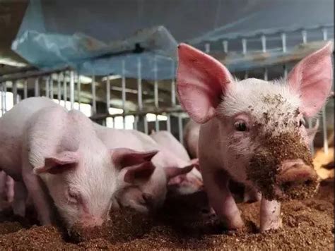 理论上养一头猪的成本是多少利润大概是多少能赚多少钱-养殖业-糯草学堂