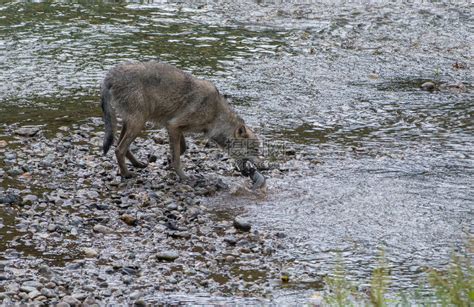 在河边钓鱼的沿海狼高清图片下载-正版图片504364450-摄图网