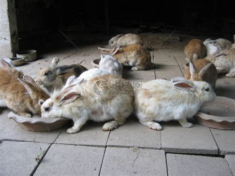 一群兔子在农村场吃盘子里的食物高清图片下载-正版图片503779890-摄图网
