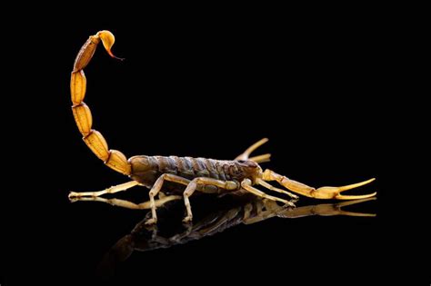 怎么饲养宠物蝎子，哪些蝎子适合当宠物 - 农敢网