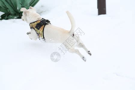 冬天下雪后在森林的公园里一只美丽的宠物与一条小狗一起的雪地风景圣诞和高清图片下载-正版图片503674393-摄图网