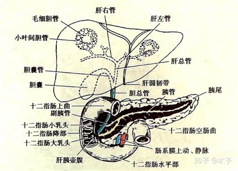 图2-1 正常胆囊声像图-临床医学-医学