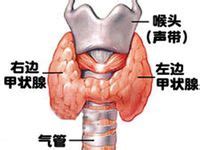 甲状腺的图片