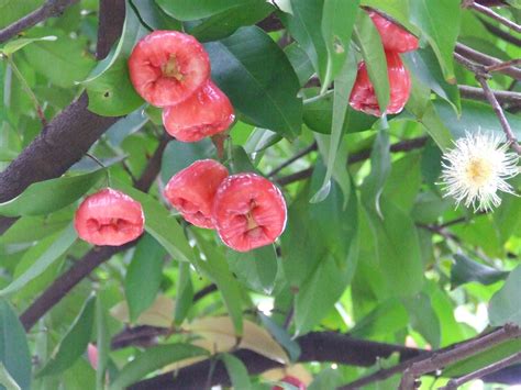 科学网—20190426——蒲桃（Syzygium jambos (L.) Alston） - 栗茂腾的博文