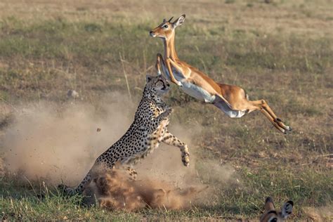 女摄影师非洲摄到猎豹奔跑捕猎画面 - 异域风情 - 华声论坛