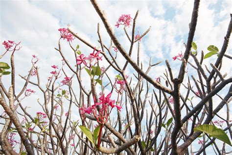Pink Plumeria flowers Branch with the sky in garden 22579655 Stock ...
