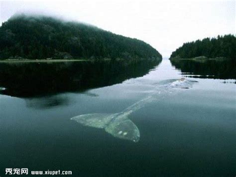 世界上最孤独的鲸鱼：跨越了大半个地球，却没有一个鲸鱼是它朋友|鲸鱼|灰鲸|地球_新浪新闻