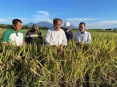 第三代杂交水稻技术启动商业化应用 袁隆平：是今后发展的方向 | 每经网