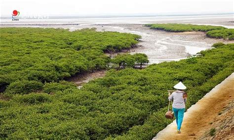【头条】中国首个以红树林命名的国家湿地公园——雷州九龙山红树林国家湿地公园