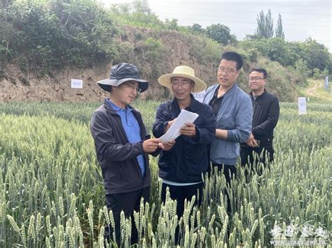 甘肃省种子总站专家组检查指导秦安县小麦品种试验及展示示范工作(图)--天水在线