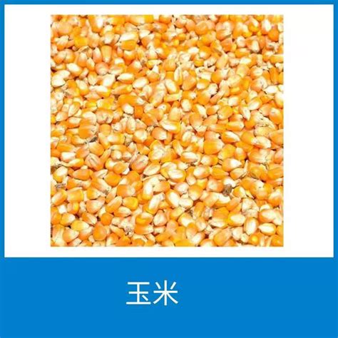 黄金粮MY73玉米品种维权公告_推荐阅读_资讯_种业商务网