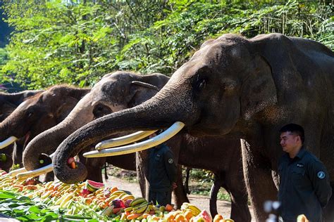图集丨大象云南“老家”：野象在村民的甘蔗地里吃喝拉撒|西双版纳傣族自治州|云南省_新浪新闻
