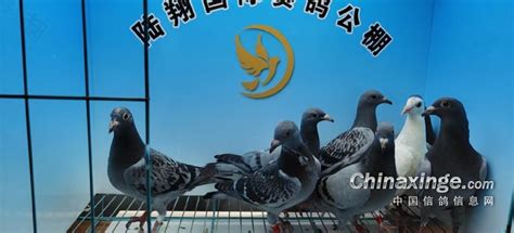 30年前的信鸽脚环-中国信鸽信息网相册