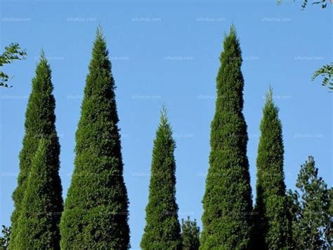 柏树和侧柏树区别,侧柏树和柏树的区别,柏树和侧柏树区别图片_大山谷图库