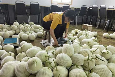 广汉市新发果蔬专业合作社：小小峰昌冬草莓，撬动乡村大振兴_种植