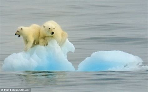 海冰融化使北极熊生育率下降 面临生存危机(图)-搜狐新闻