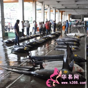 日均近20位市民从武汉三镇赶来买鱼 杀鱼姐感谢好心人_湖北频道_凤凰网