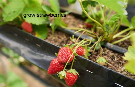 草莓的英文字母艺术字设计图片-千库网
