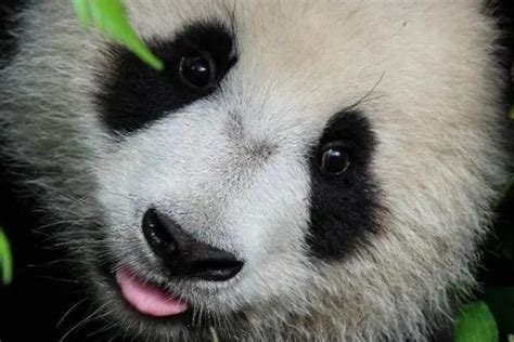 大熊猫为什么被视为中国的国宝？_十万个为什么