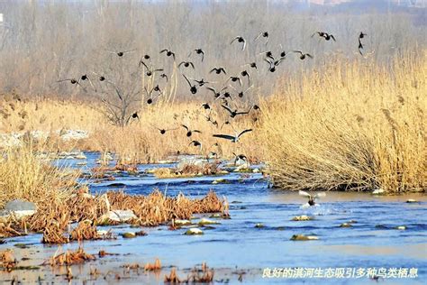 现场直击！鹤壁多部门夜间“雷霆行动”，4名非法捕鱼者被抓_澎湃号·媒体_澎湃新闻-The Paper