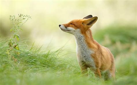 关于狐狸的冷知识，狐狸为什么被人们说是狡猾的代表呢？_猎物_文化_豺狼