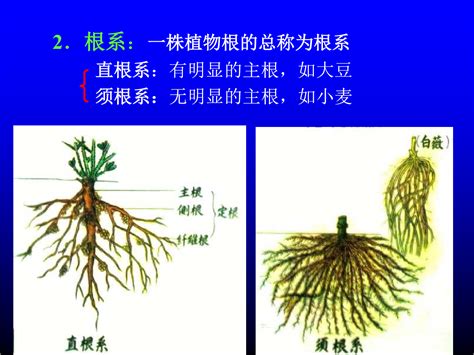 植物根系分泌物对土壤污染修复的作用及影响机理