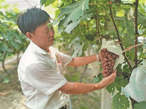 山西永济：发展特色葡萄产业 助力农民增收致富-人民图片网