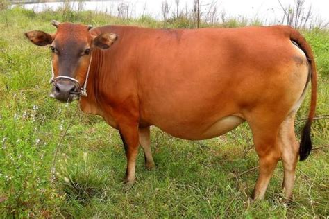 一头牛有多重，附各个生长阶段的体重介绍 - 农敢网