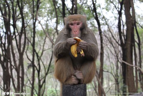 吃香蕉的猴子拍摄素材摄影图__野生动物_生物世界_摄影图库_昵图网nipic.com