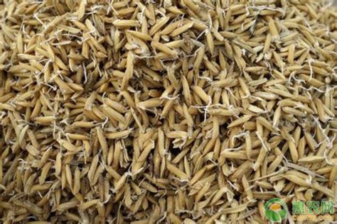 水稻种子,河南水稻种子厂家_河南水稻种子价格-辉县市豫北种业有限公司