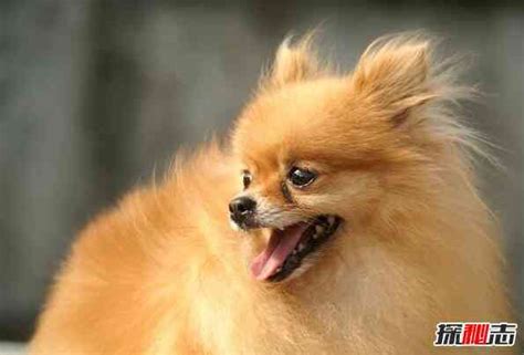 什么品种的狗狗最可爱？十大最可爱的狗狗排行榜：吉娃娃性格温顺 - 宠物