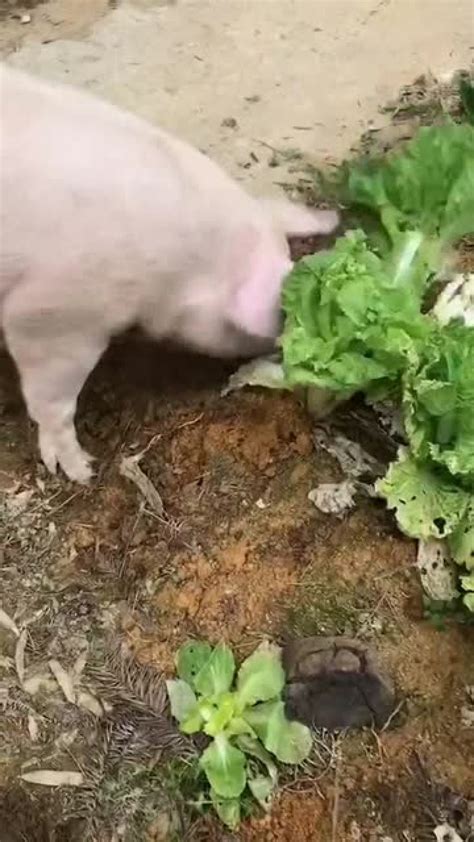 猪拱白菜图片