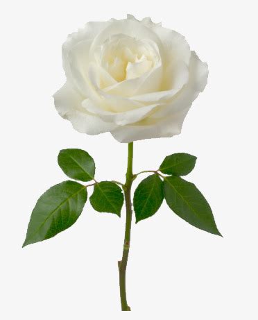 一枝白玫瑰的花语,白玫瑰1朵花语,一朵白玫瑰是什么寓意_大山谷图库