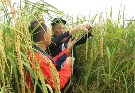 2米“巨型稻”在榕江试种成功 亩产800公斤