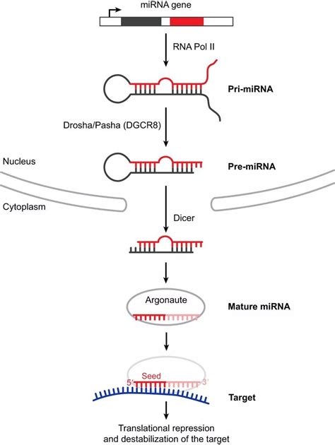 microRNA研究攻略 - 知乎