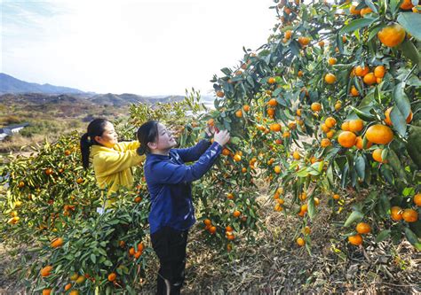 老严的橘子越来越甜了 淳安界首整乡推进山区农业产业发展-岱山新闻网