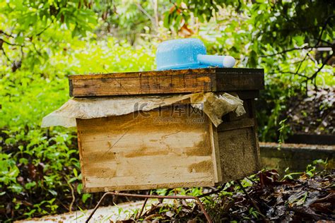 养蜂房蜂房养蜂蜂蜜蜜蜂摄影图配图高清摄影大图-千库网