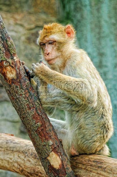 有趣的野猴子肖像Phetcha高清图片下载-正版图片506481819-摄图网