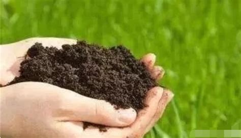 种植土检测报告样本，从种植的角度来谈什么样的土壤才是最好的土壤
