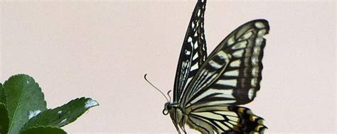蝴蝶有几对翅膀 - 业百科