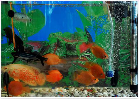 精品半月斗鱼泰国观赏鱼淡水鱼水族活体宠物红蓝花色半月大量批发-阿里巴巴