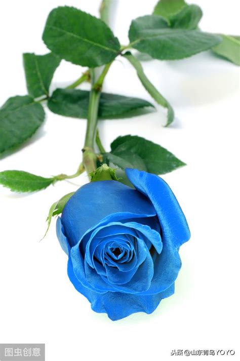 送玫瑰花朵数的含义，玫瑰花朵数代表的含义_可可情感网