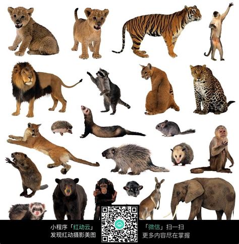 动物世界图片